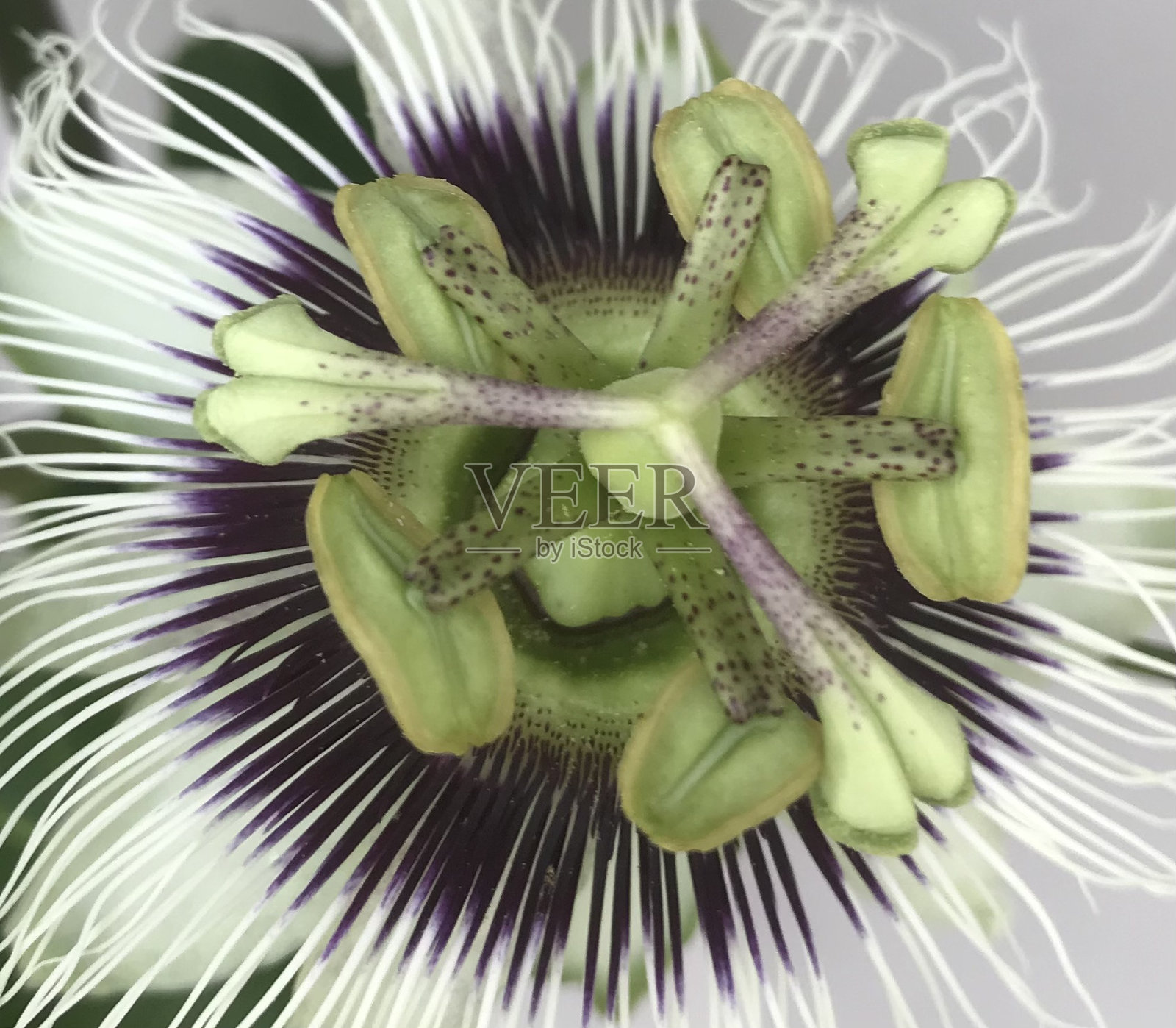 百香果花照片摄影图片