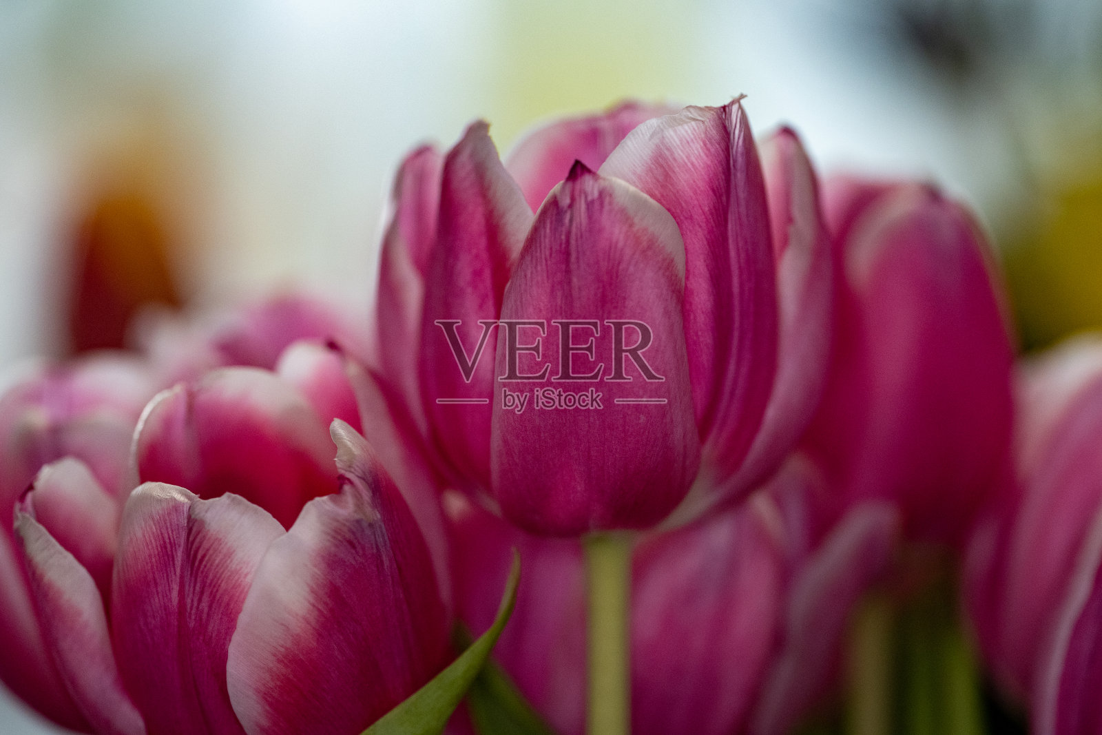 紫色和白色郁金香照片摄影图片