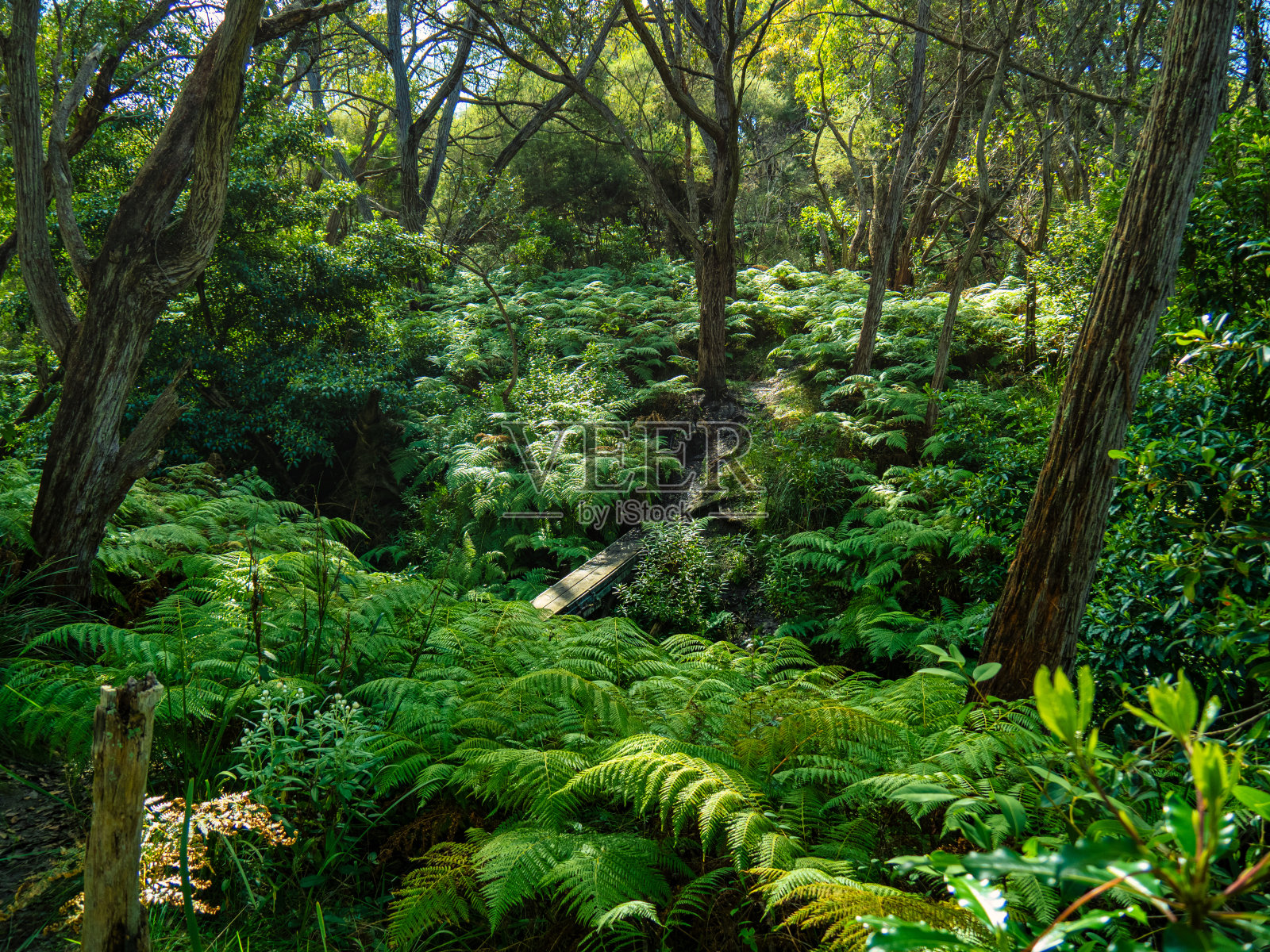 发信息给鲍思高堂另蕨类海滩。照片摄影图片