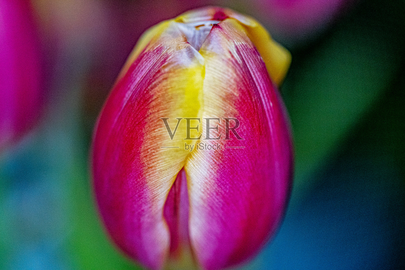 宏郁金香照片摄影图片