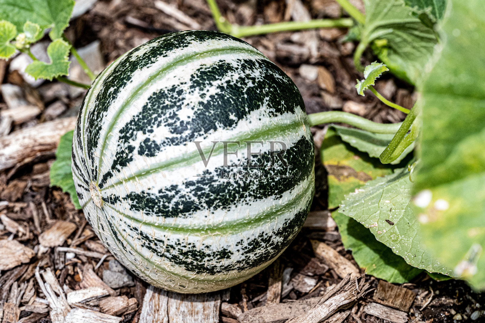 条纹白瓜照片摄影图片