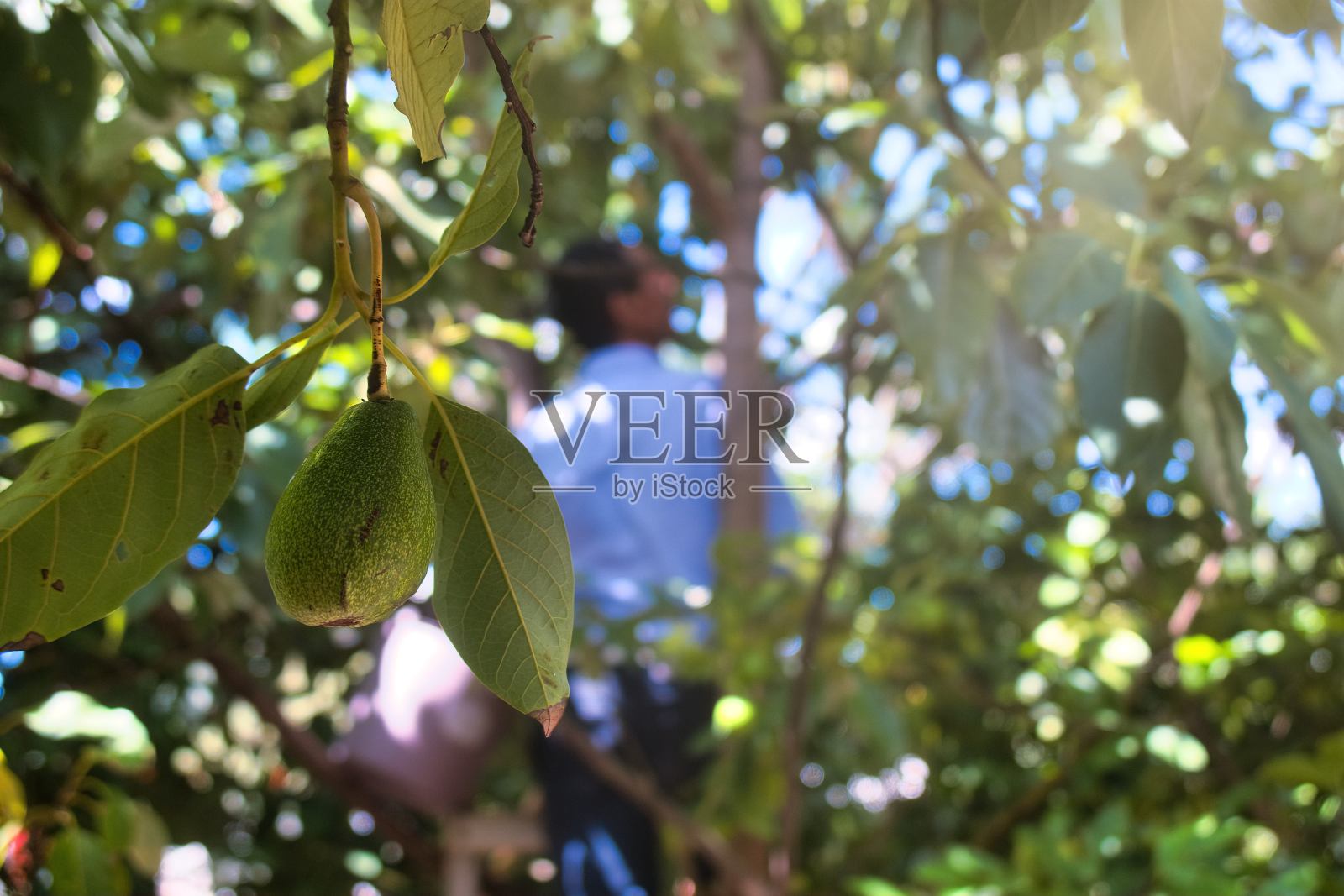 从树上摘牛油果的人照片摄影图片