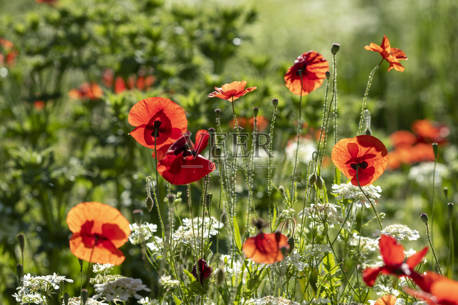 盛开的罂粟花照片摄影图片