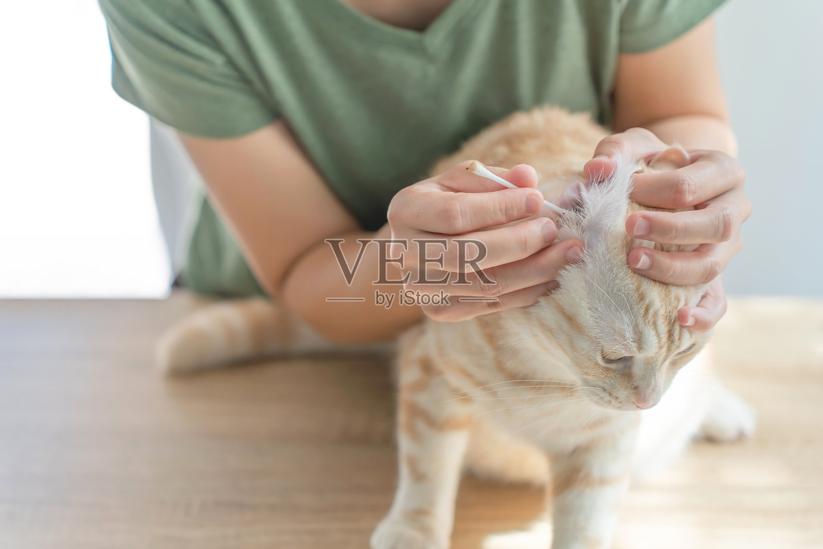 女人用棉签擦猫耳。照片摄影图片