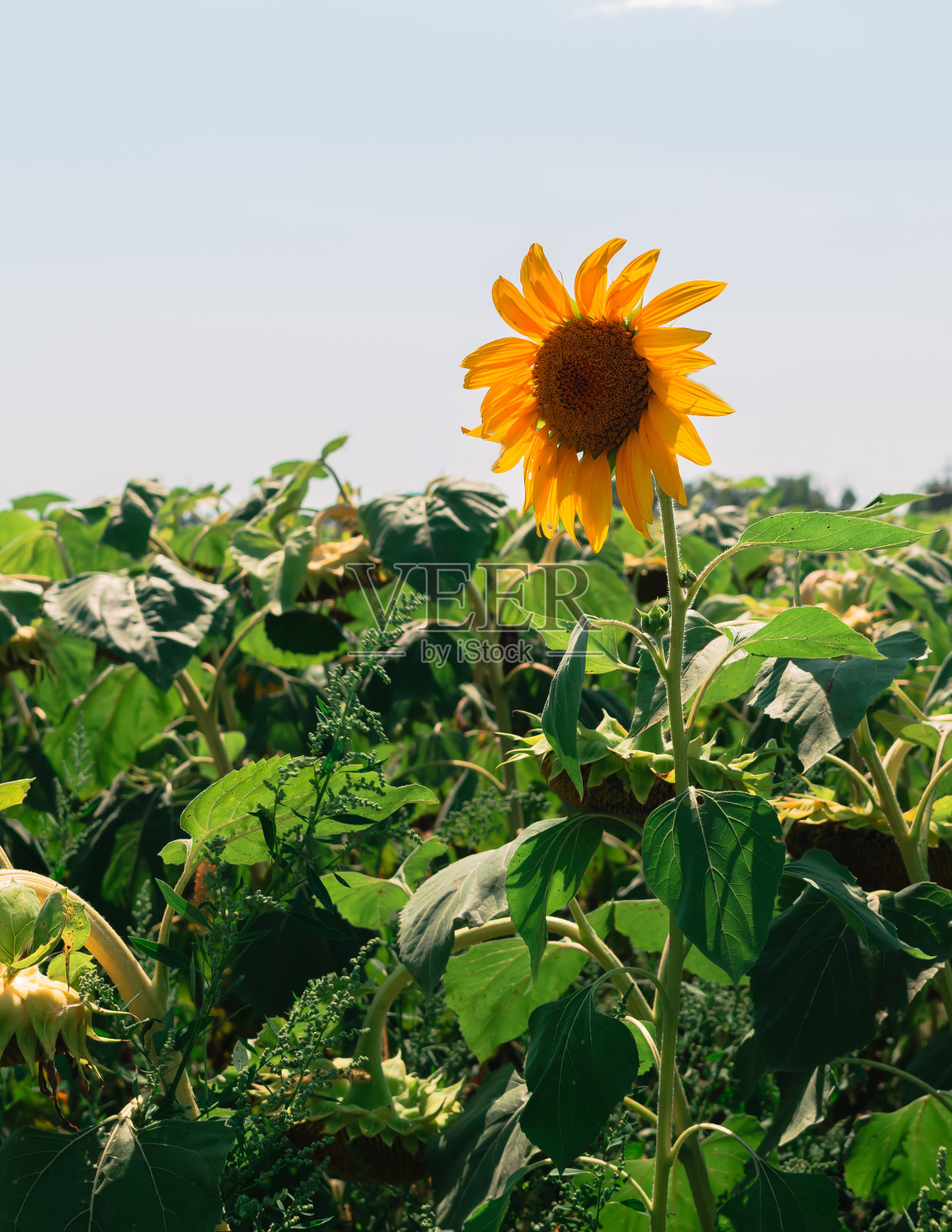 阳光灿烂的向日葵。选择性对焦，模糊背景。特写镜头。大黄花盛开。和平的概念。农业与饥饿照片摄影图片