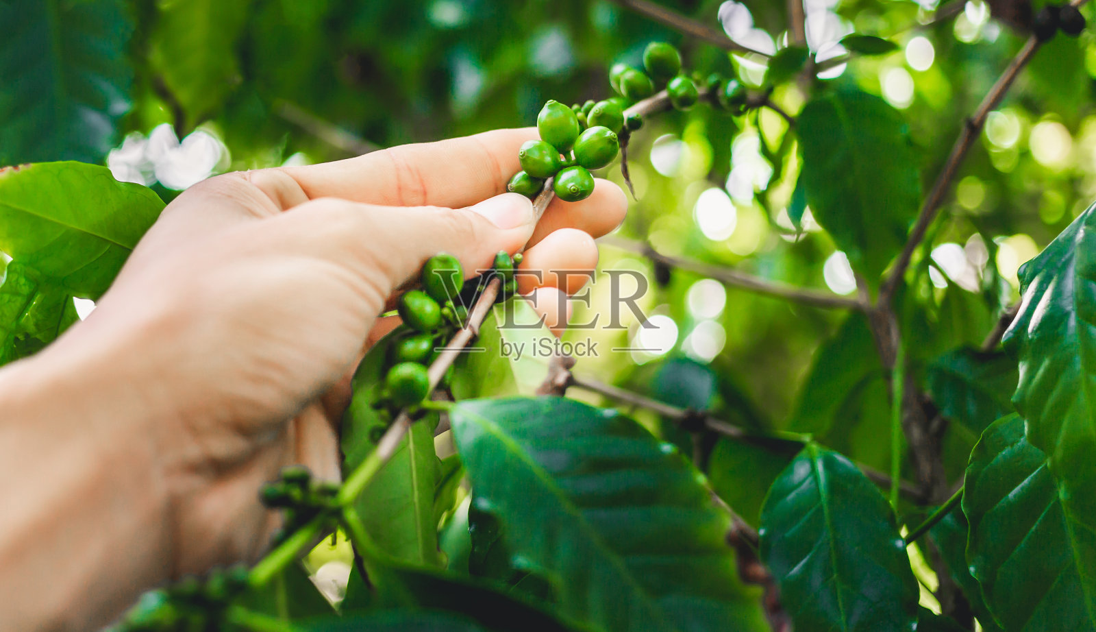 特写生的绿色阿拉比卡咖啡浆果与农学家的手咖啡植物和咖啡叶子照片摄影图片