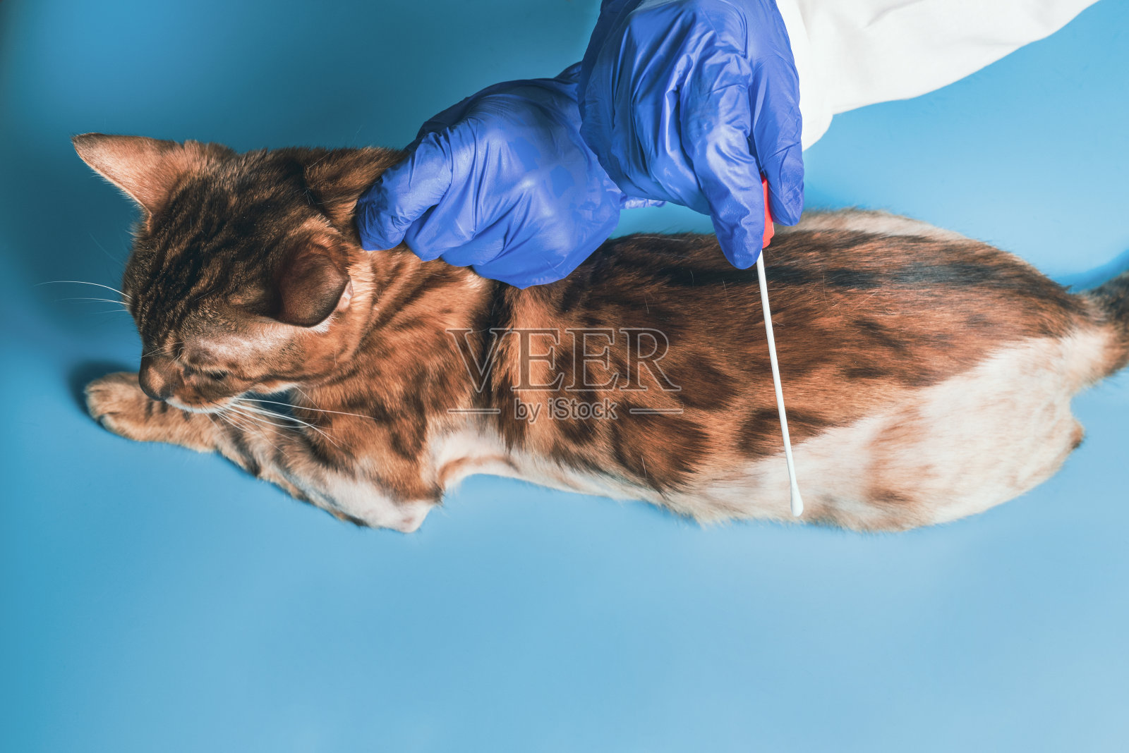 看兽医的猫照片摄影图片