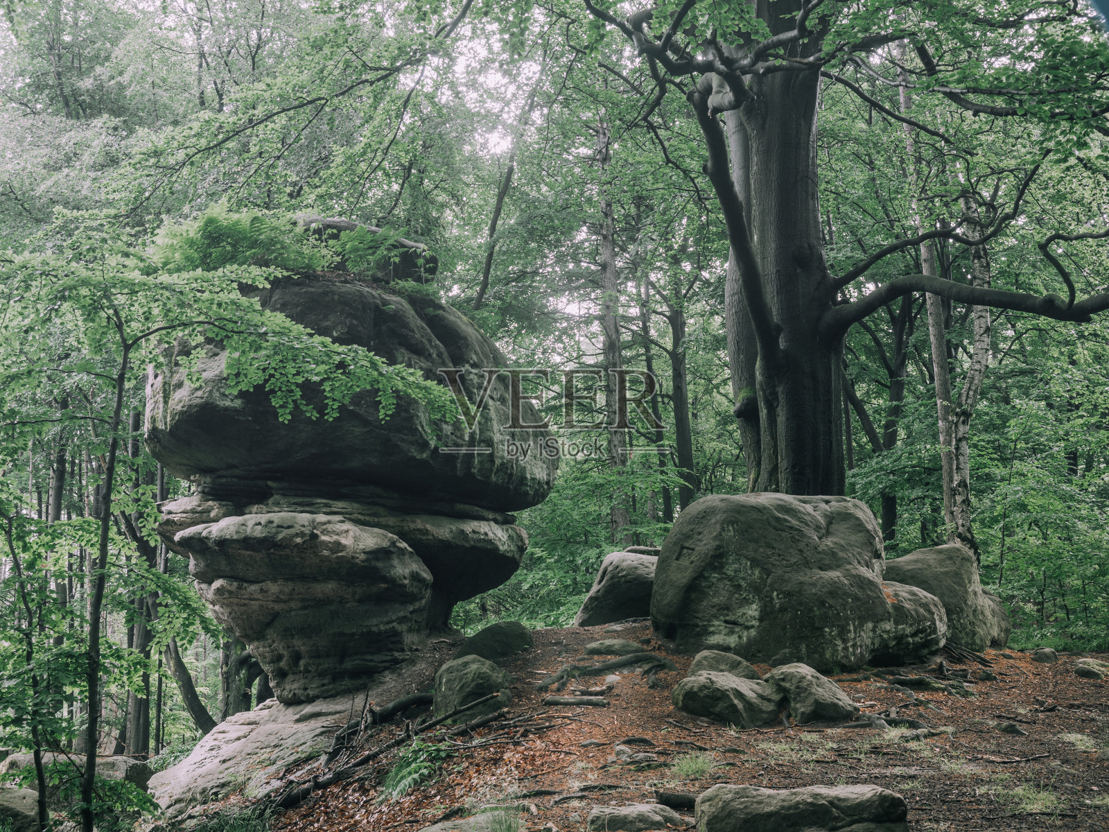 瑞士撒克逊国家公园有趣的砂岩构造(卡茨斯坦)。照片摄影图片
