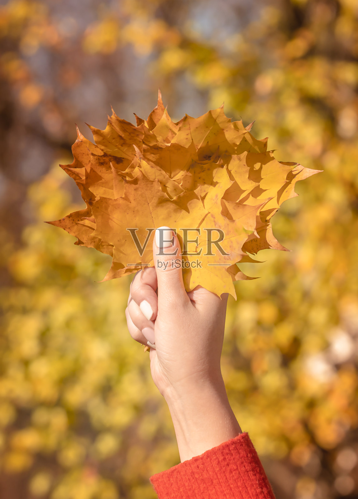 特写女人的手握着一片秋叶照片摄影图片