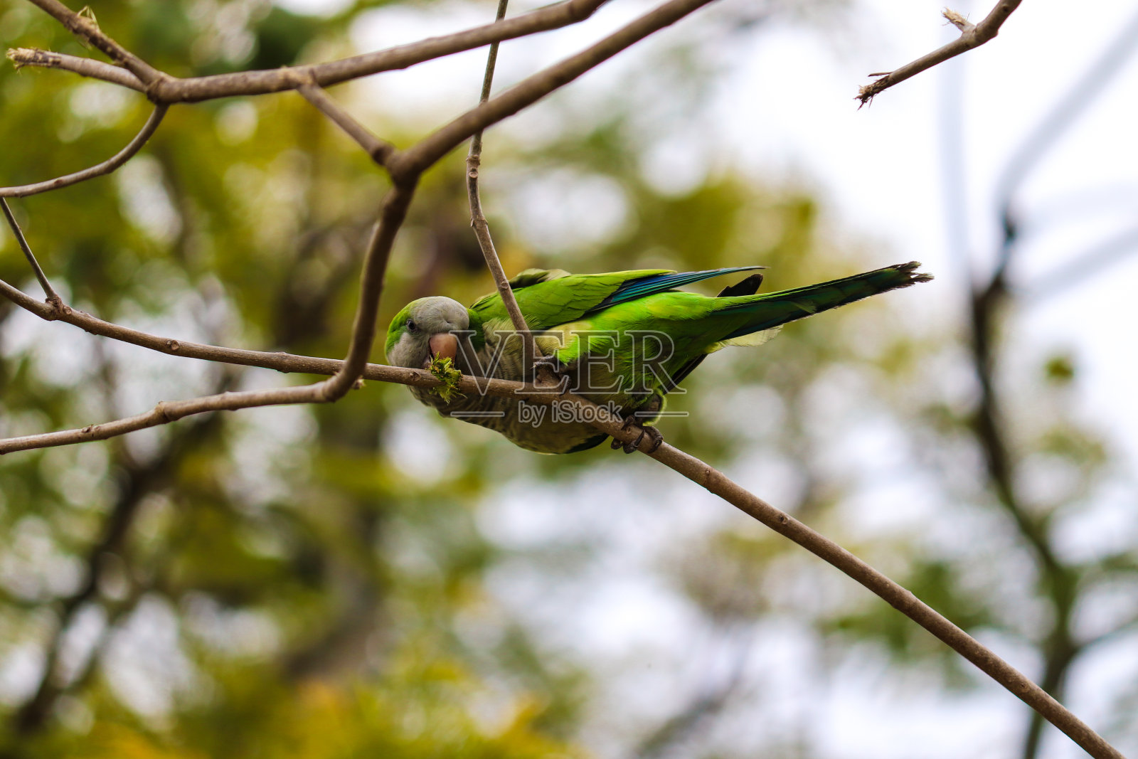 照片上的和尚鹦鹉，发现在阿雷格里港，里约热内卢大do Sul，巴西。照片摄影图片