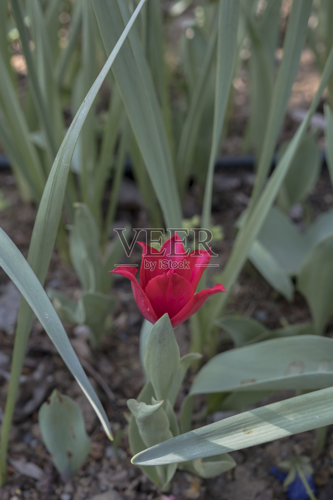 红色花蕾郁金香的侧视图照片摄影图片
