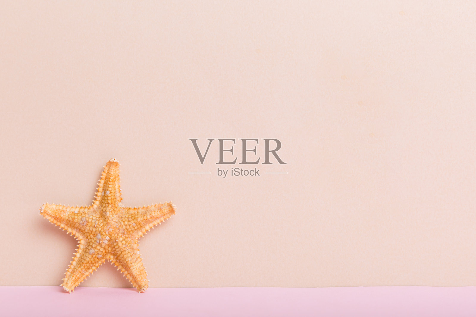 彩色背景上的海滩贝壳。用拷贝空间模拟照片摄影图片