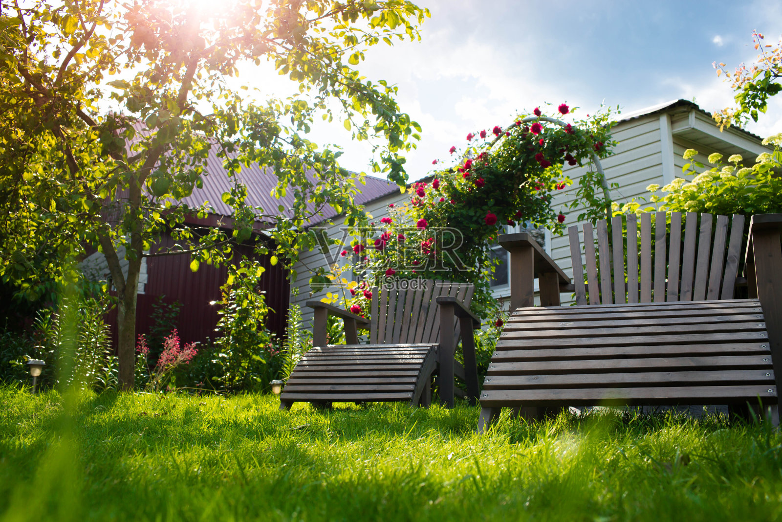 两个躺椅躺在草坪上，院子里有美丽的玫瑰。在城市之外的乡村度过暑假的概念。假期。照片摄影图片