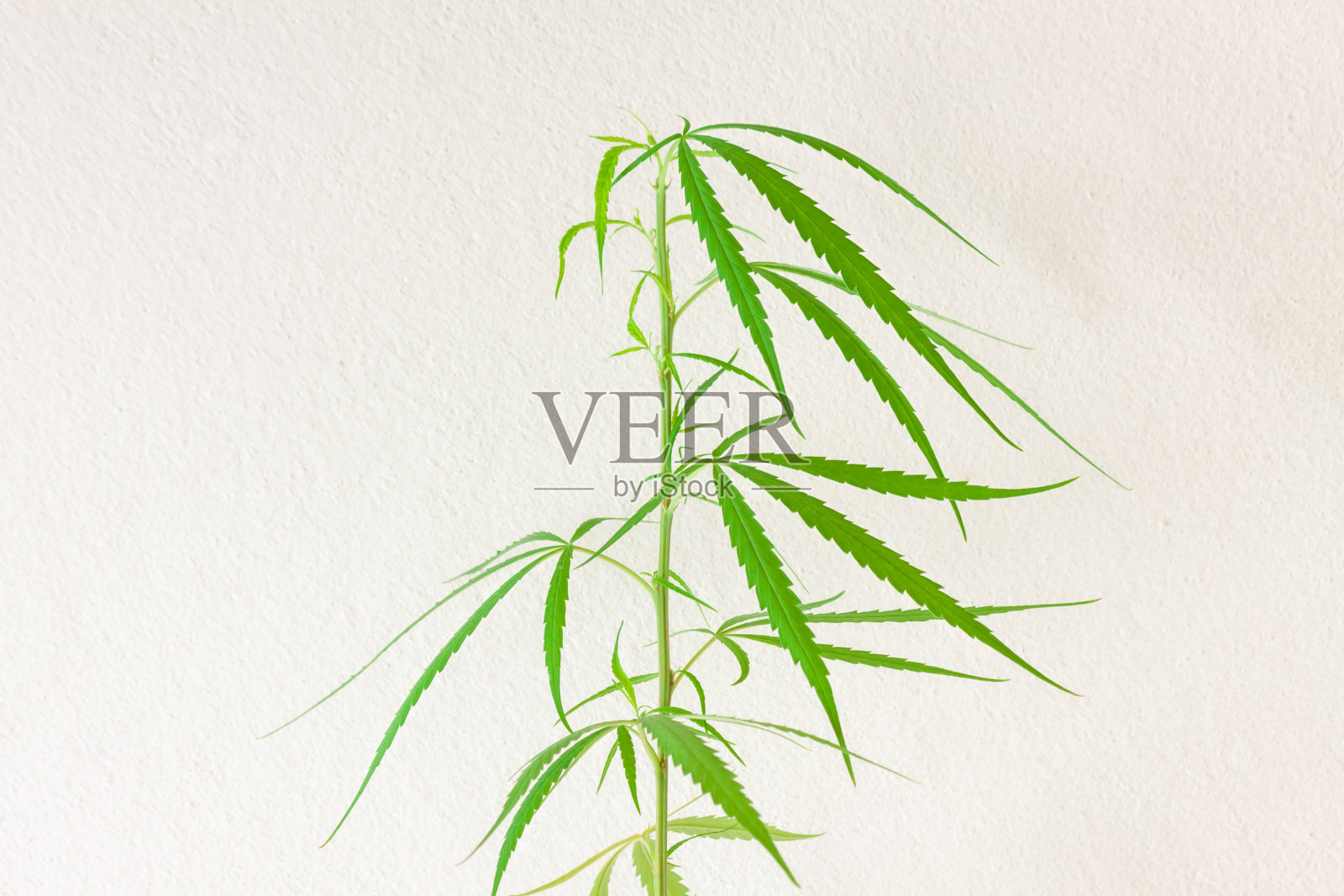 新鲜的绿色大麻叶子在水泥墙背景树，医用大麻。照片摄影图片