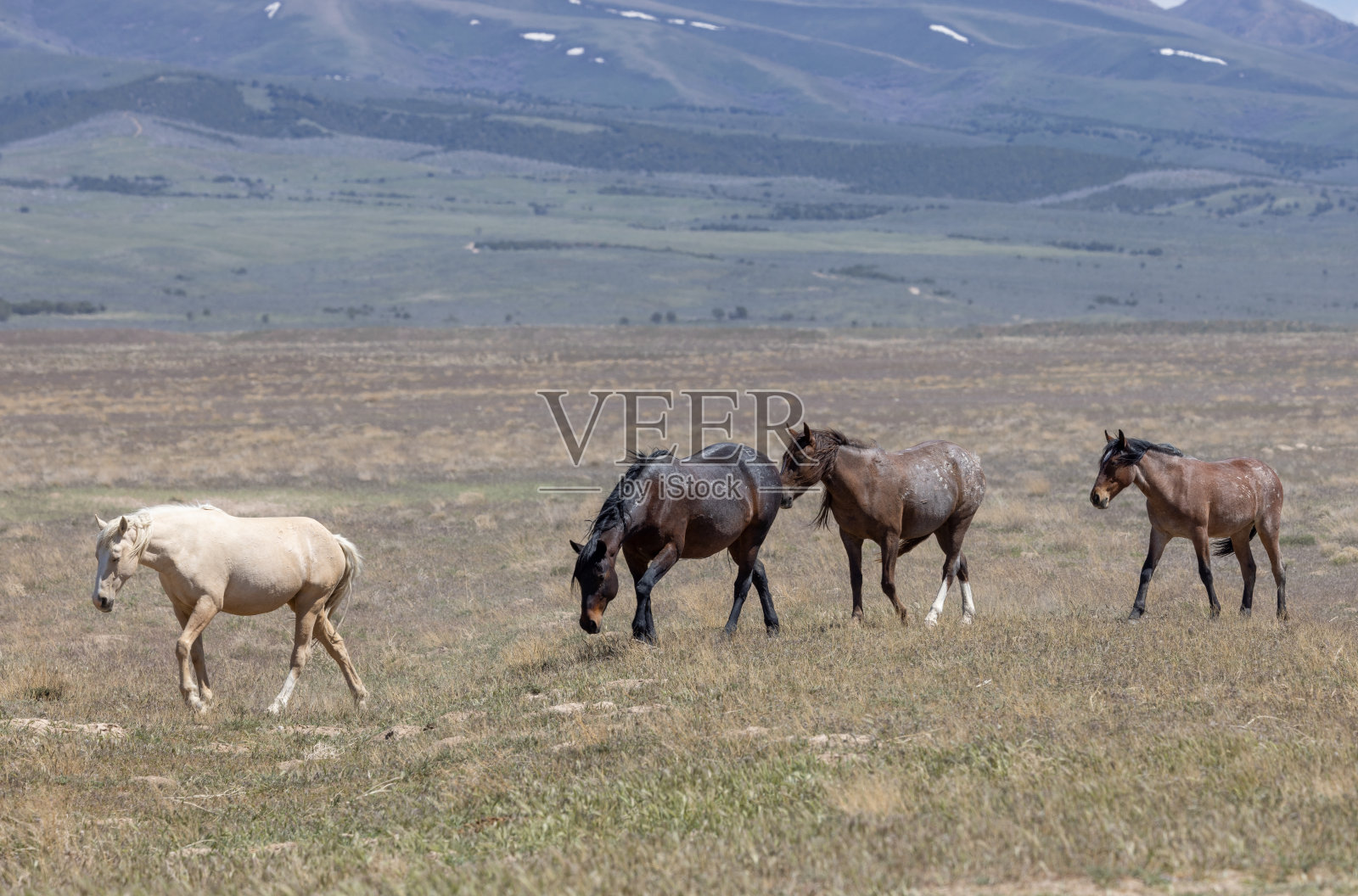 春天犹他州沙漠中的野马照片摄影图片