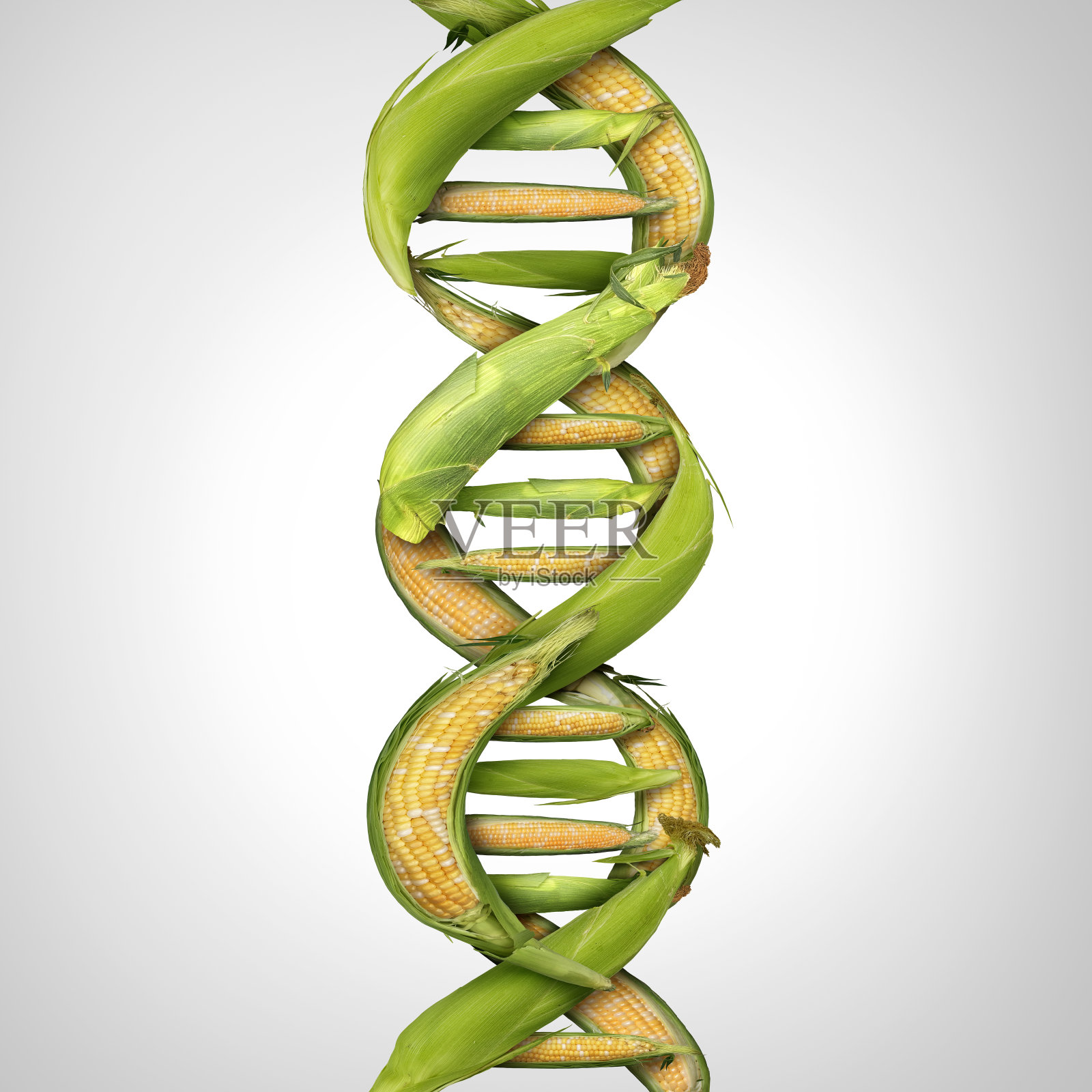 转基因作物照片摄影图片