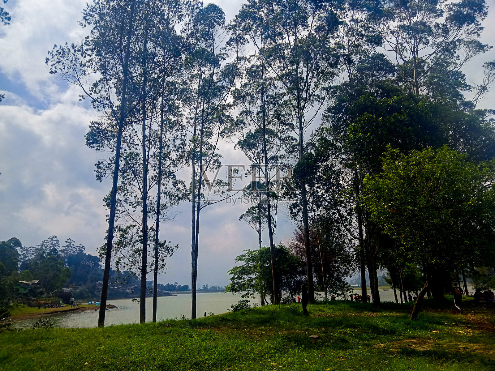 湖边的树照片摄影图片