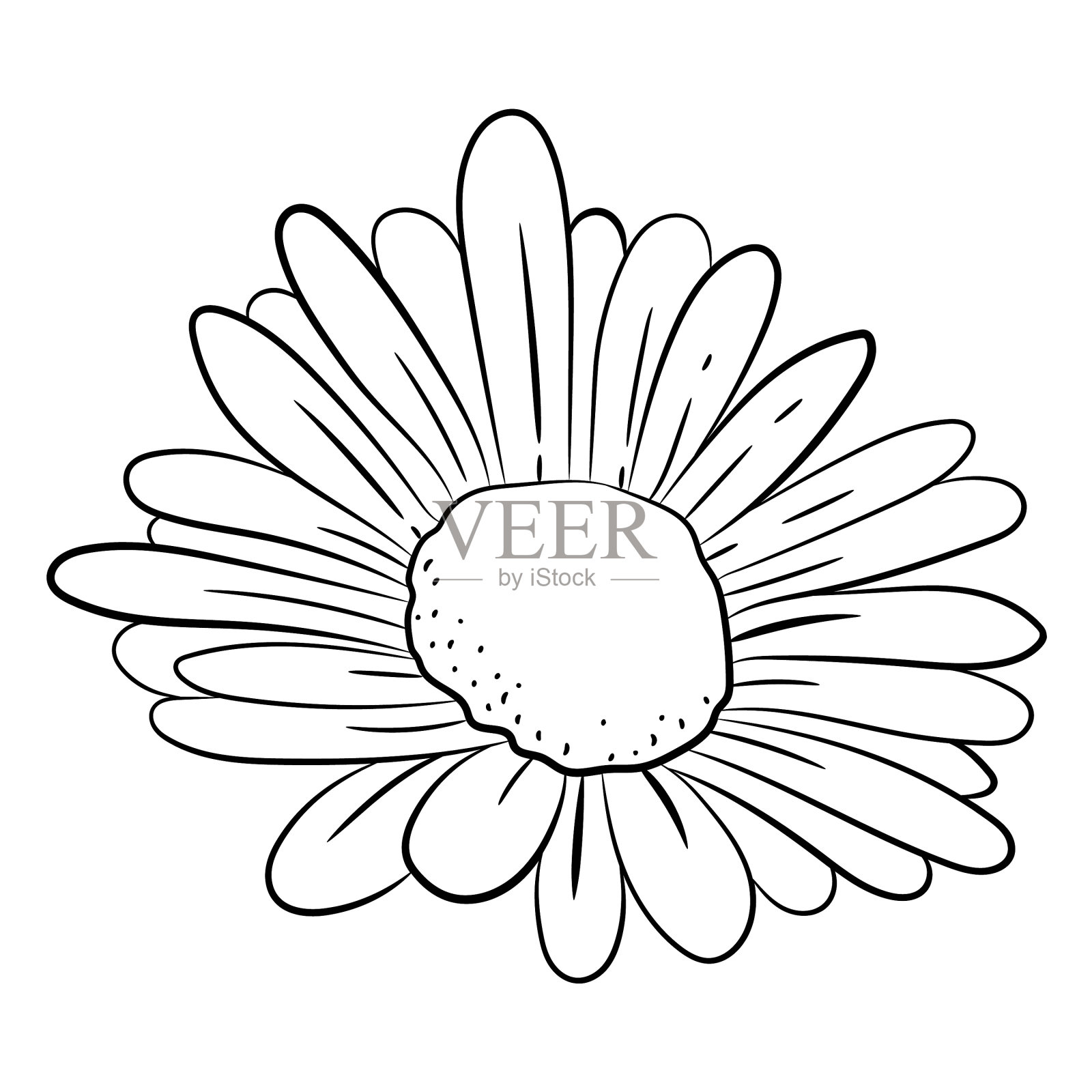 描雏菊花高品质插画图片素材