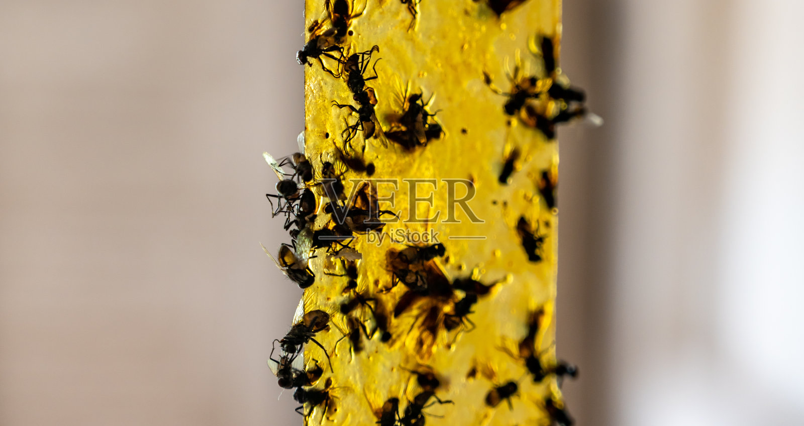 贴满昆虫的黄色粘蝇纸。照片摄影图片