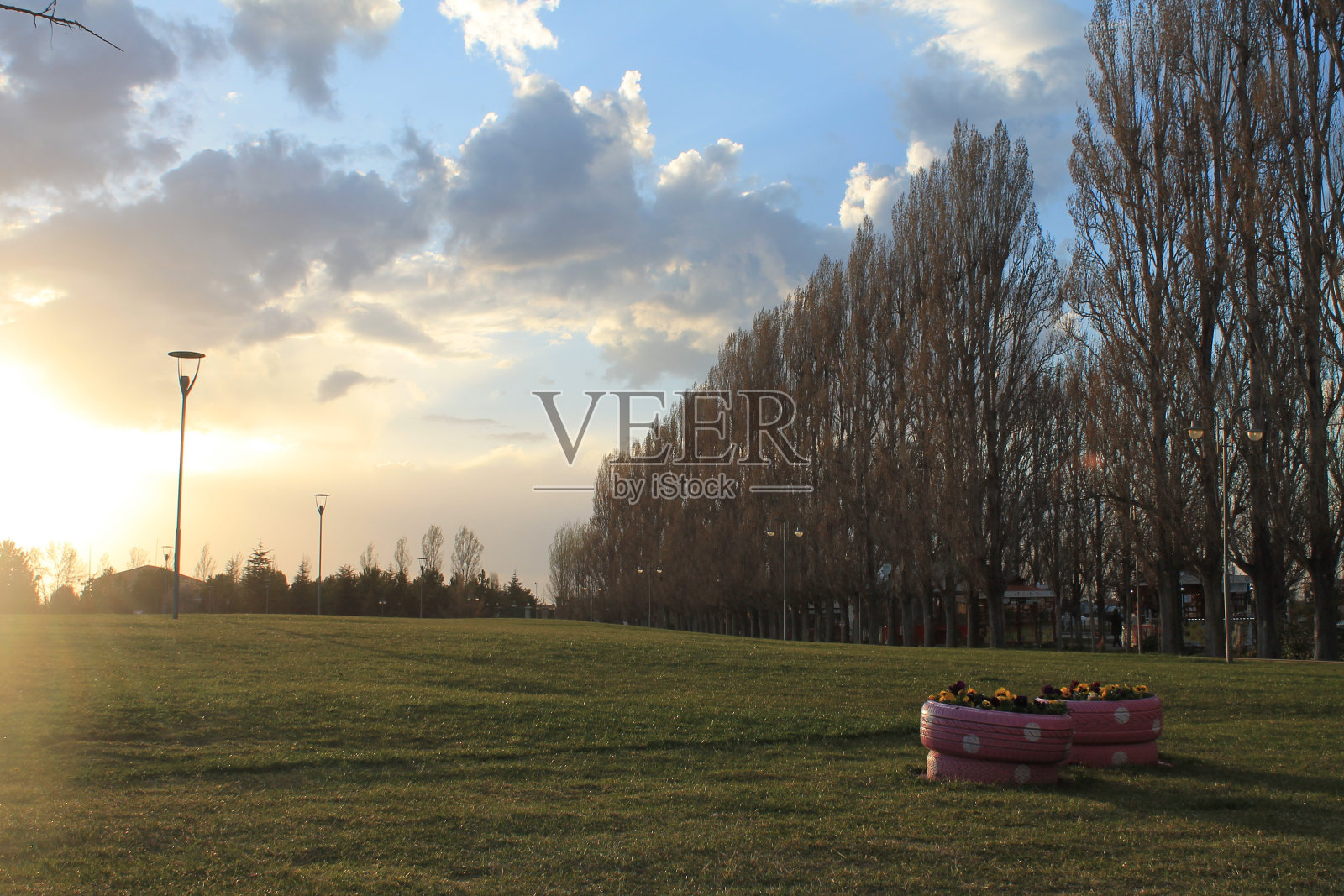 树下的日落照片摄影图片
