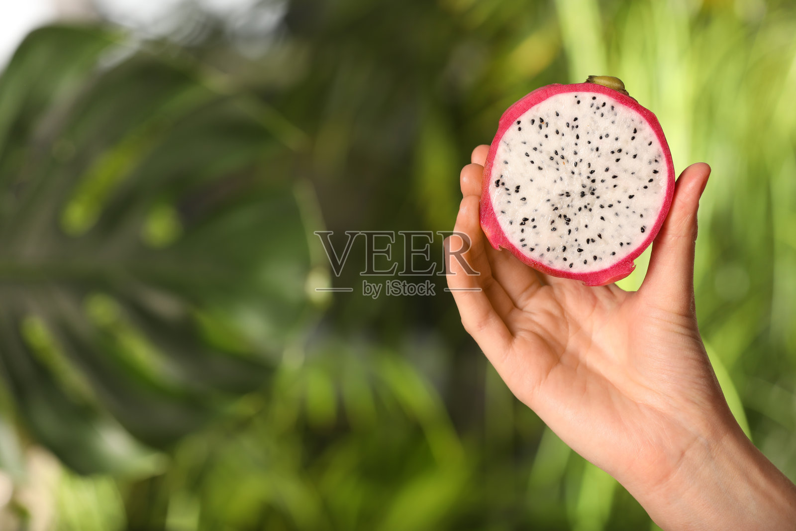 女人拿着新鲜的切割火龙果(火龙果)模糊的背景，特写。空间的文本照片摄影图片