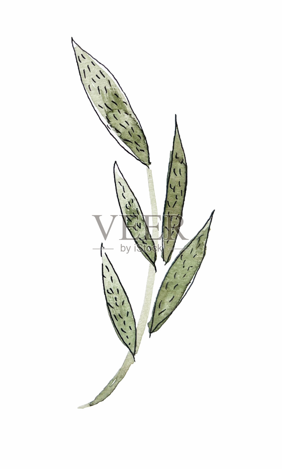 装饰花卉元素水彩植物插画图片素材