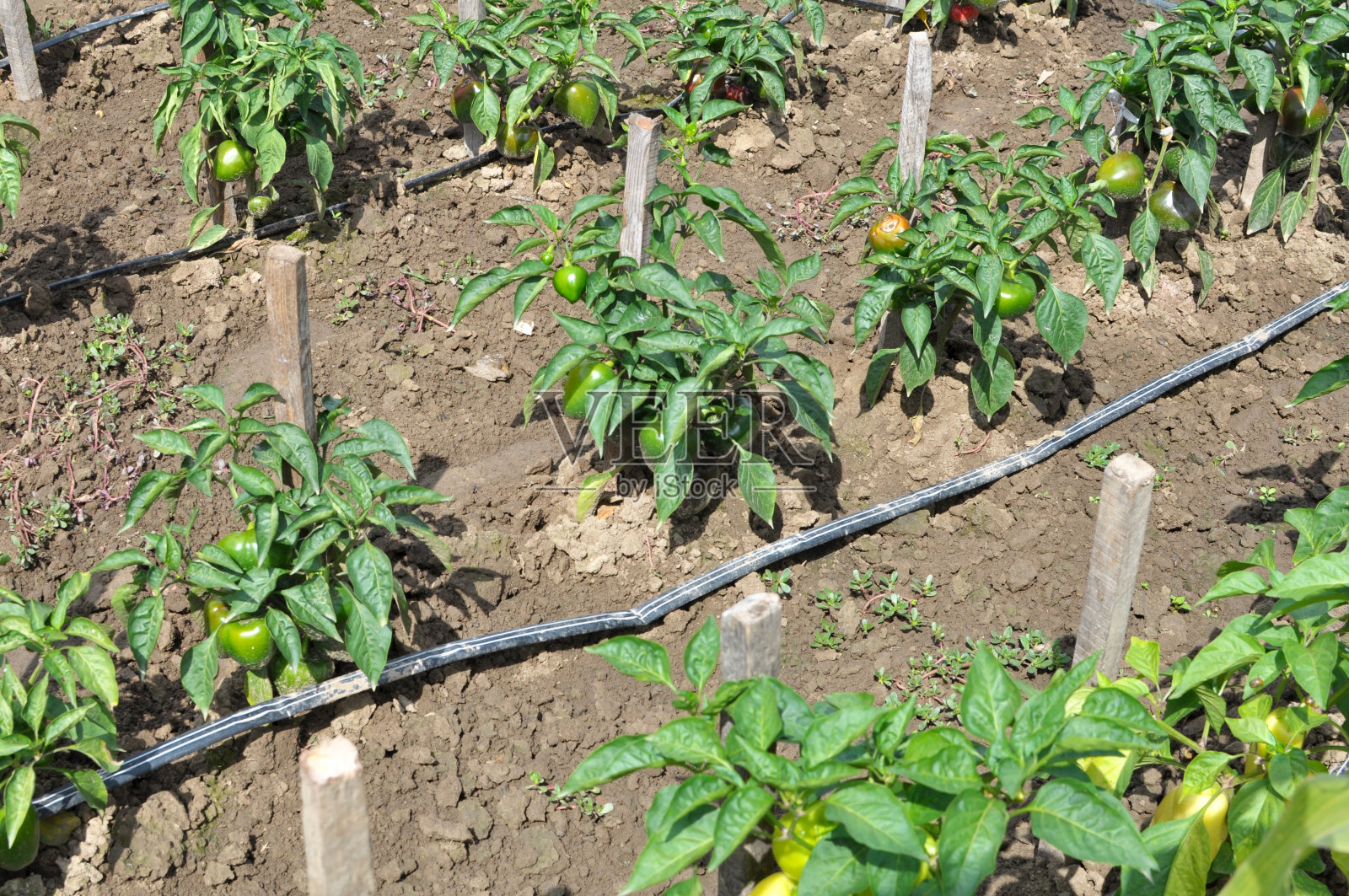 蔬菜作物的滴灌照片摄影图片