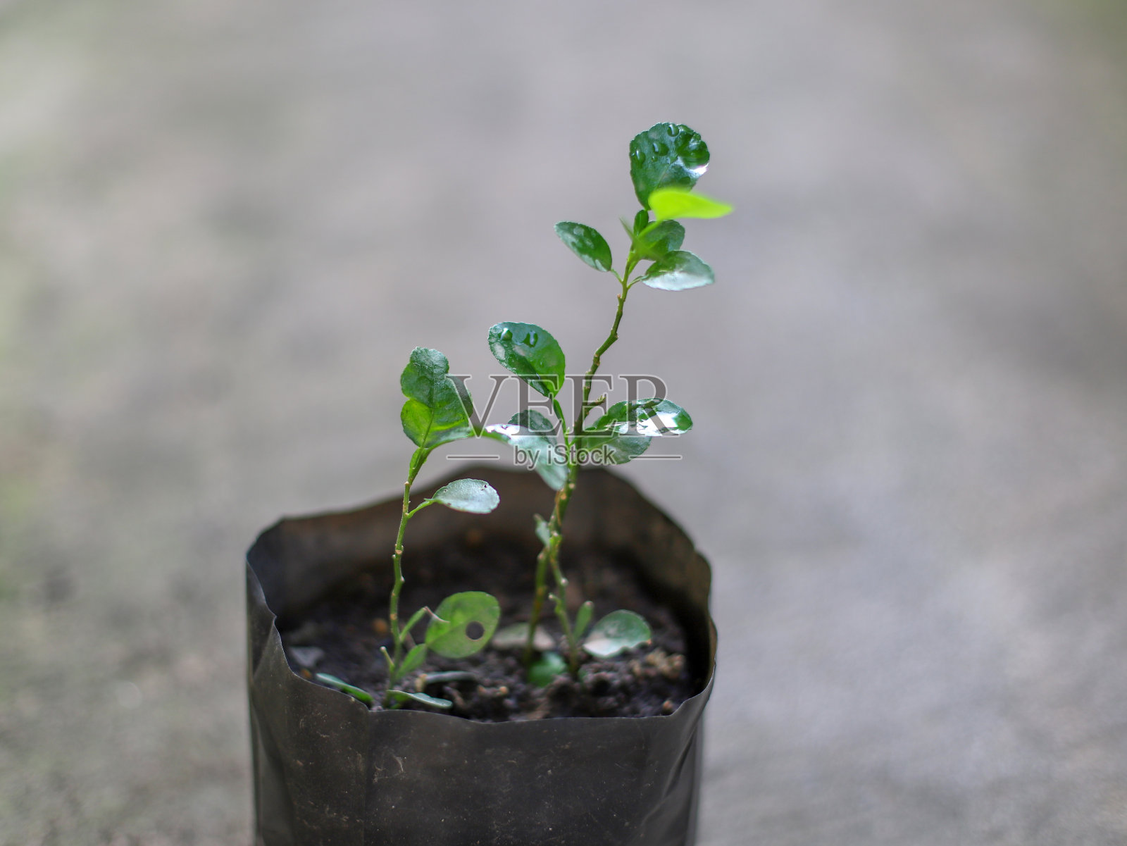 树苗特写照片摄影图片