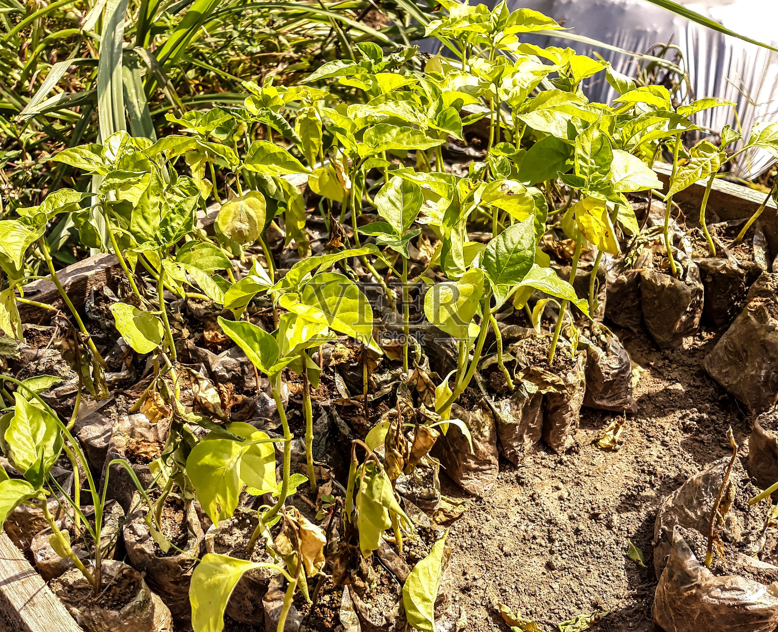 辣椒是在稻田里种植的种子照片摄影图片