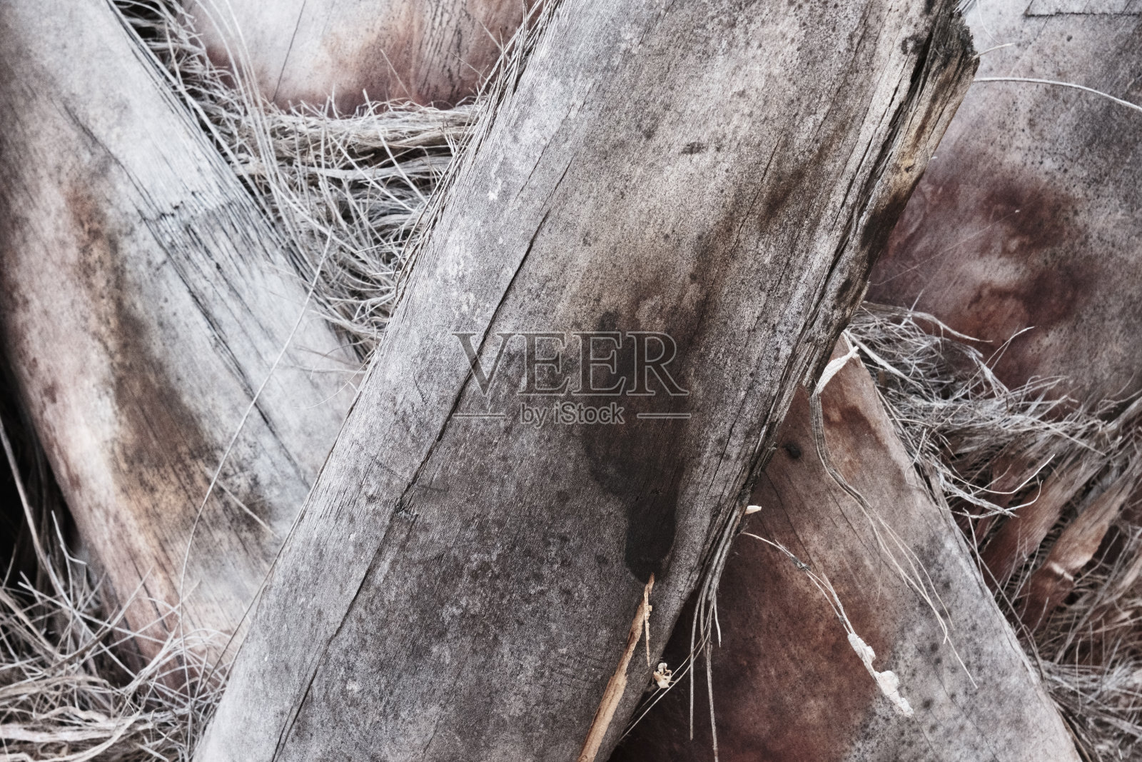 棕榈树特写纹理和图案，热带棕榈树树干，纹理树树皮表面，自然背景。照片摄影图片