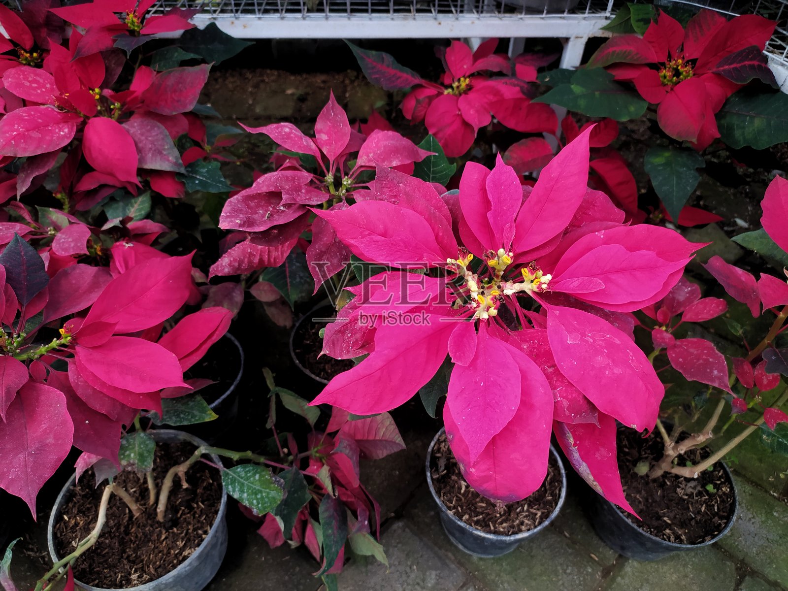 一品红 工厂。照片摄影图片