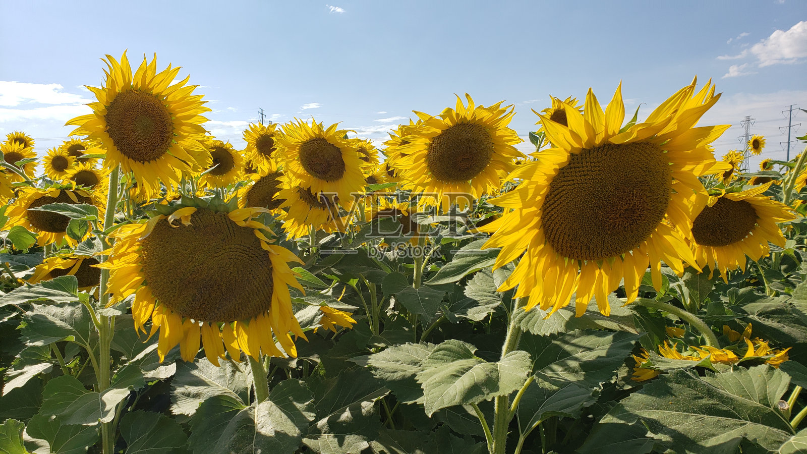 向日葵田照片摄影图片