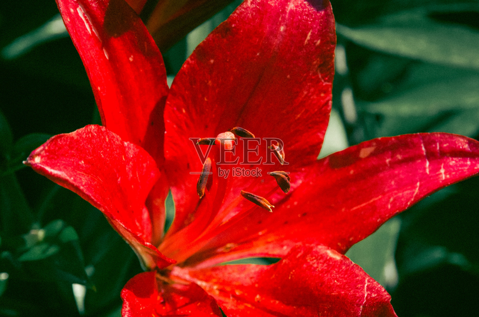 美丽的植物拍摄，自然的壁纸，深红色百合花的特写照片摄影图片