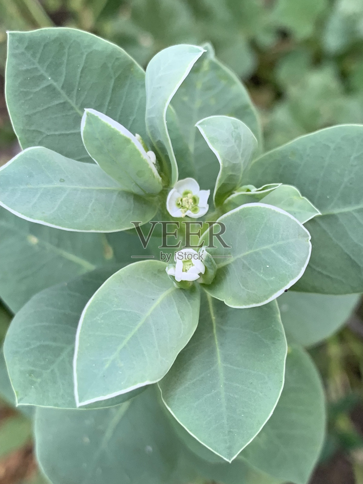 白色和绿色的小花照片摄影图片