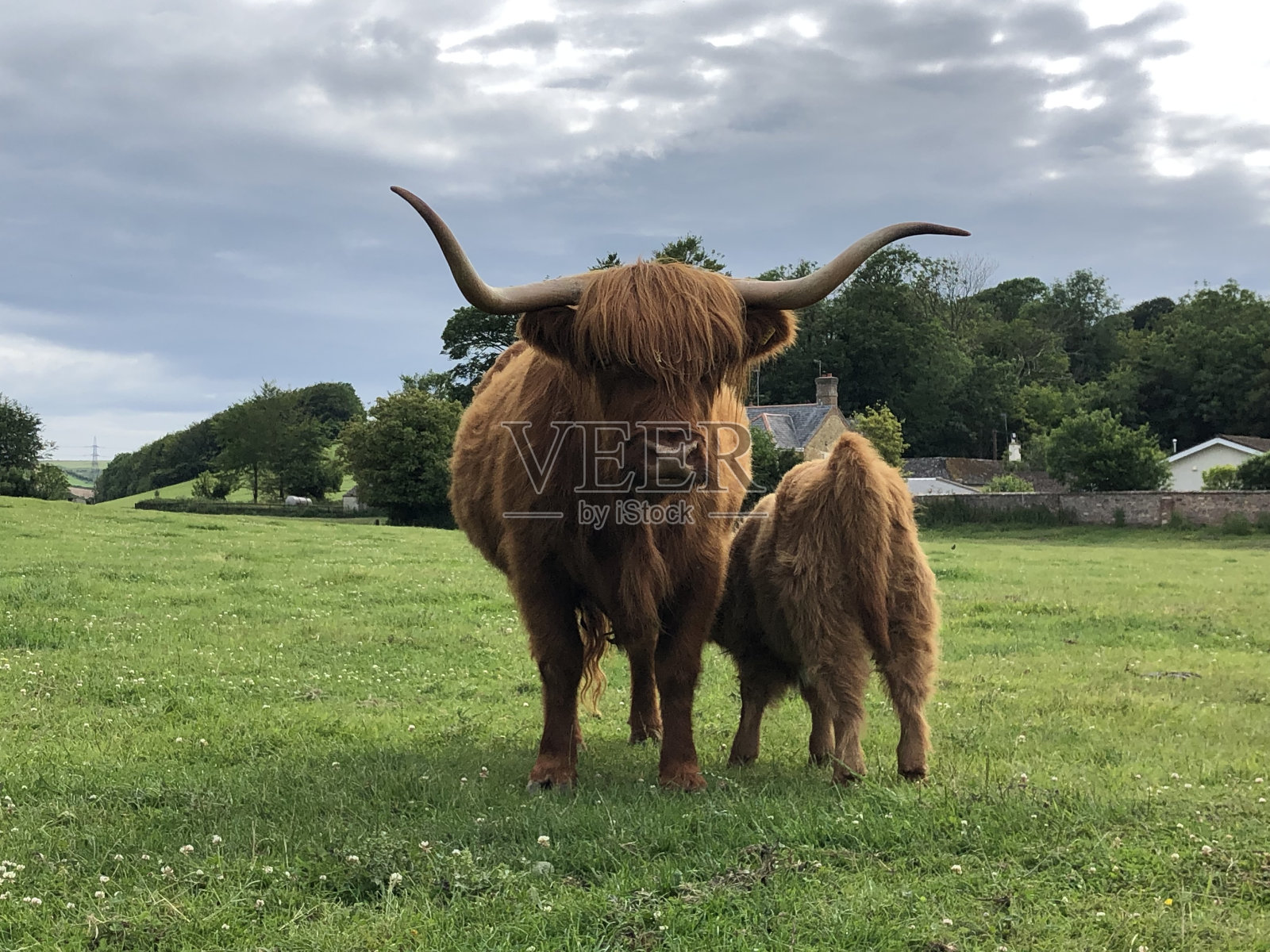 高地牛照片摄影图片