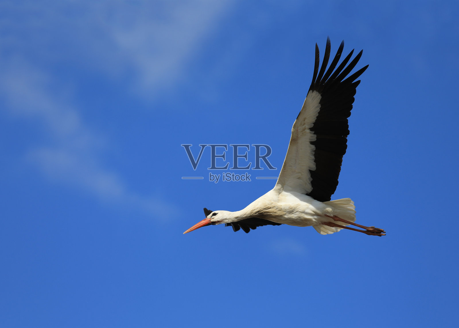 白色鹳照片摄影图片