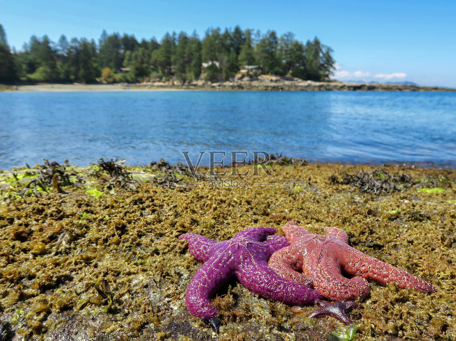 海岛上的海星照片摄影图片