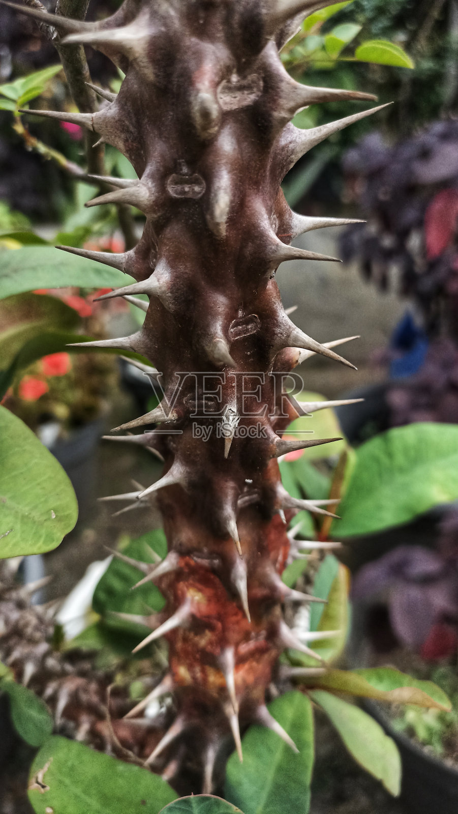 大戟属植物多刺茎的近照。照片摄影图片