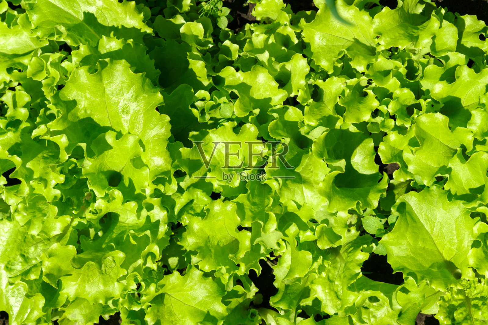 新鲜的绿色生菜生长在花园里。在温室里种植沙拉。照片摄影图片