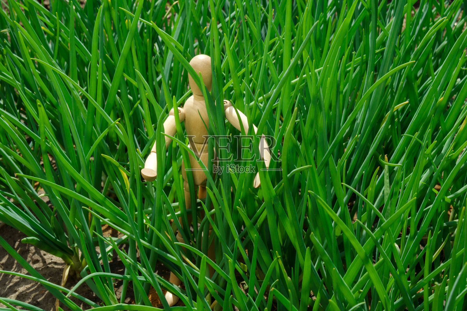 大葱种植，多种植物在田间生长，特写。有选择性的重点照片摄影图片