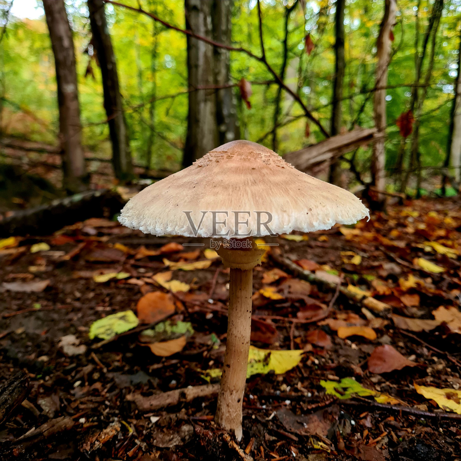 蘑菇照片摄影图片