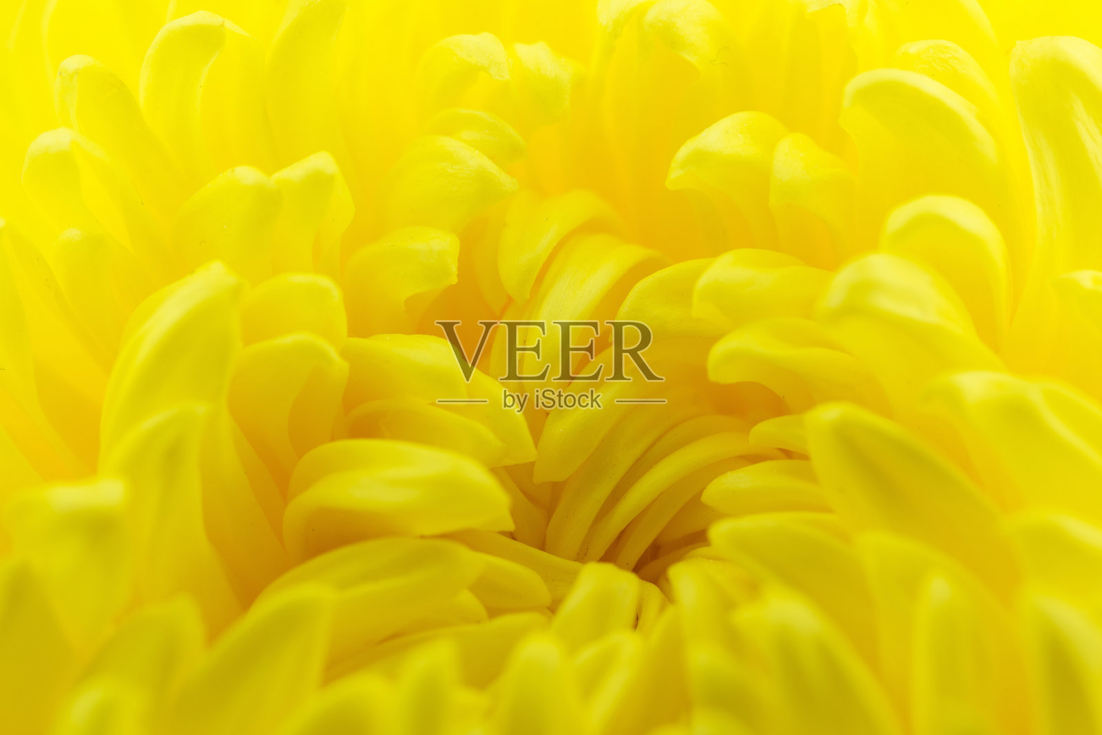 宏观的黄色花的背景照片摄影图片