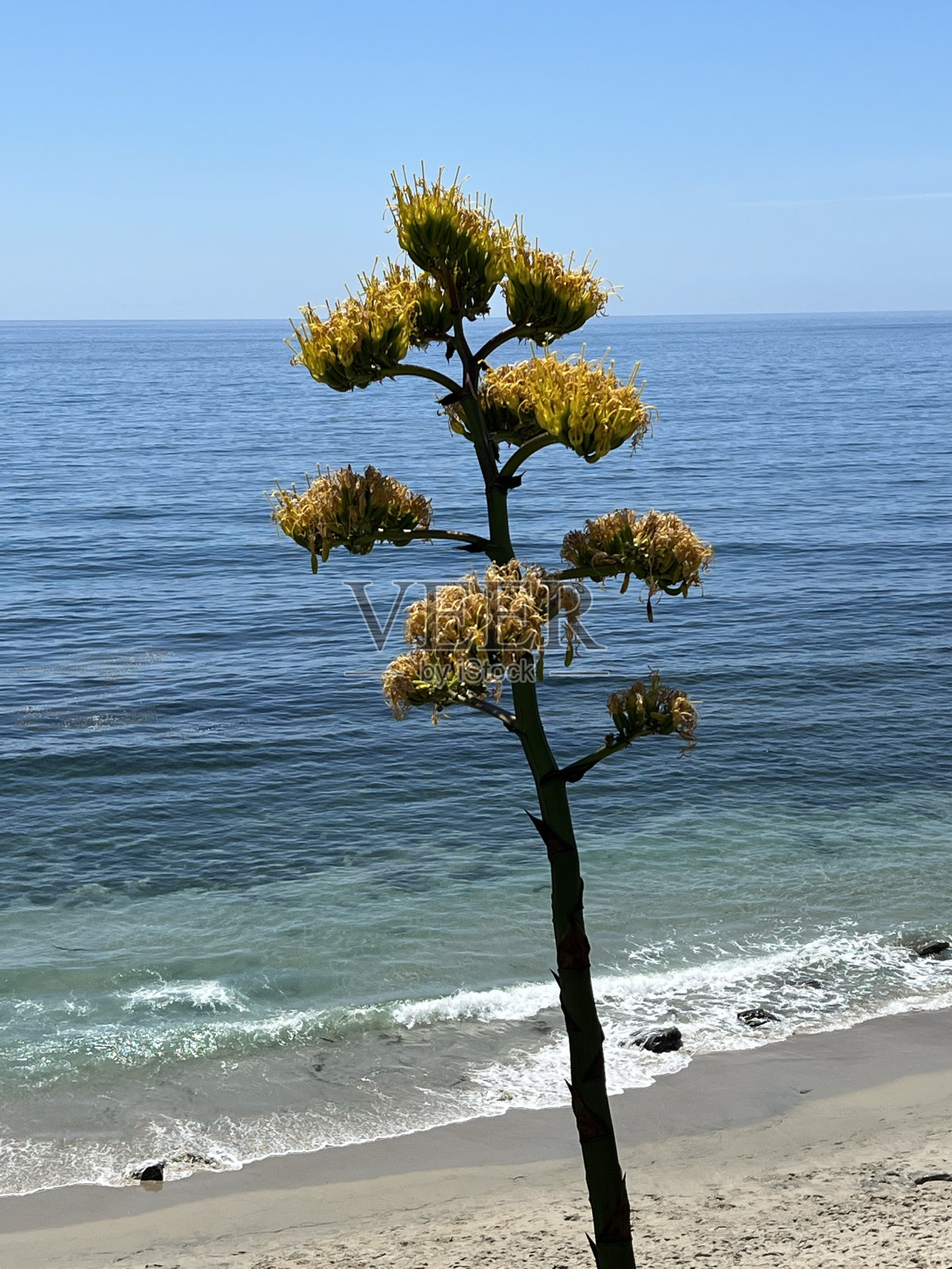 产于南加州的龙舌兰照片摄影图片