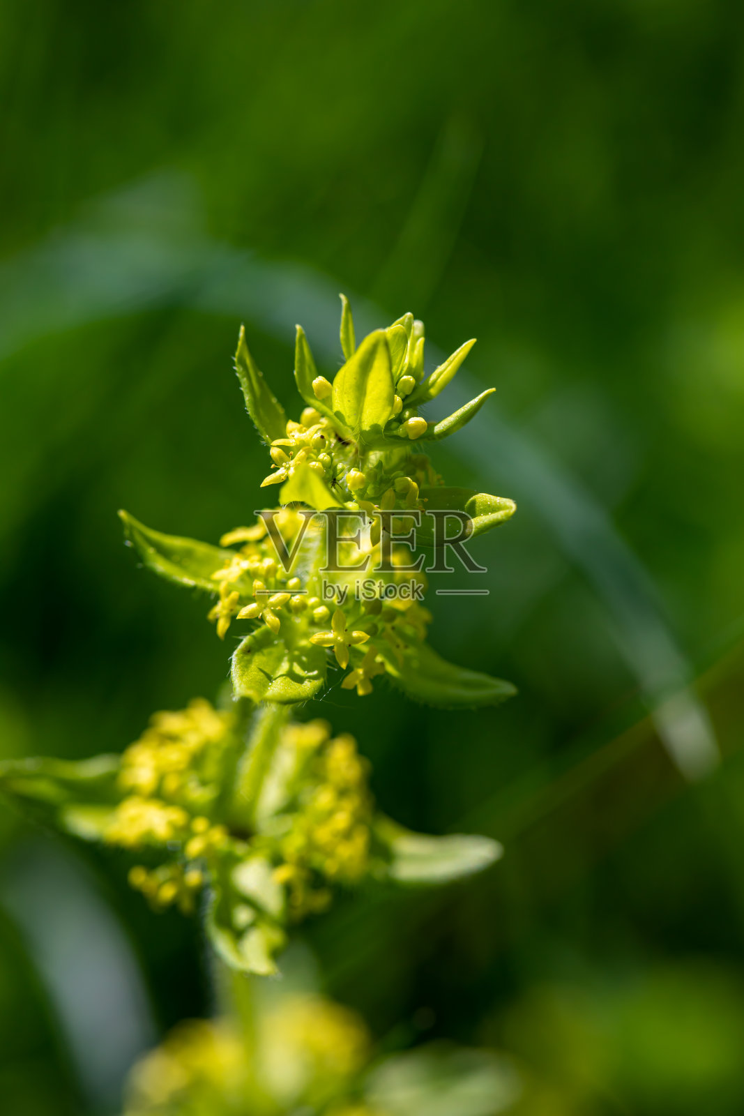 十字花科在草地上开花照片摄影图片