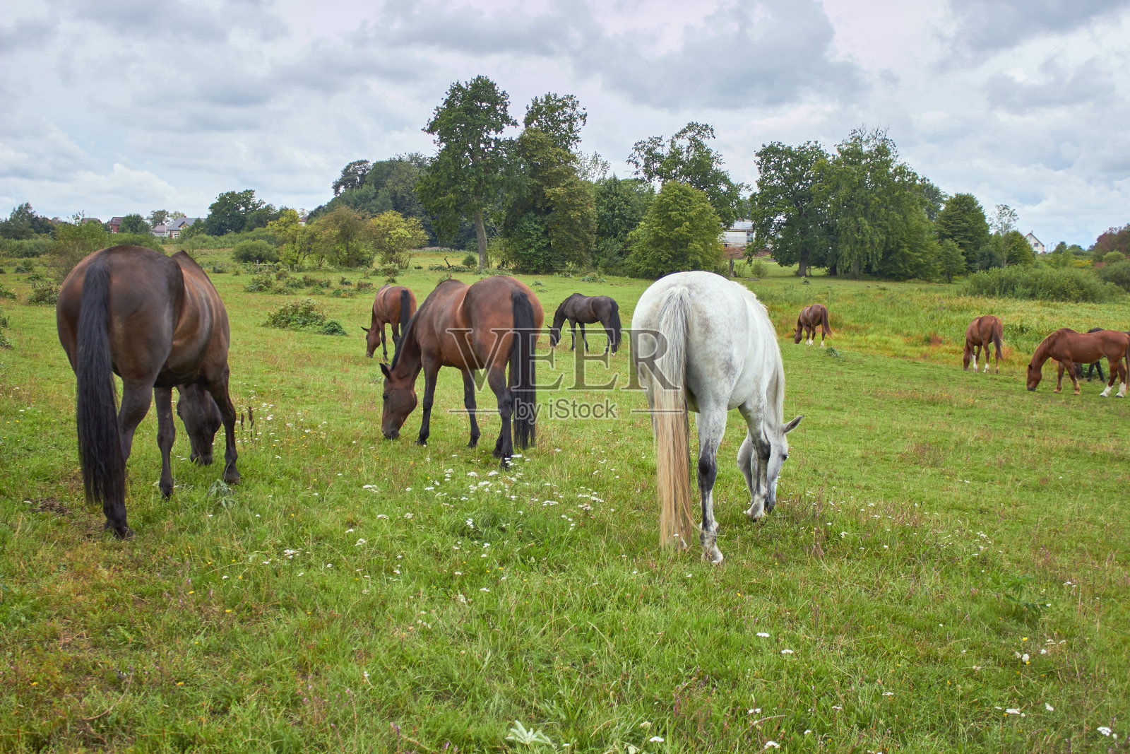 一群马在绿色的草地上安静地吃草。放养农场动物照片摄影图片