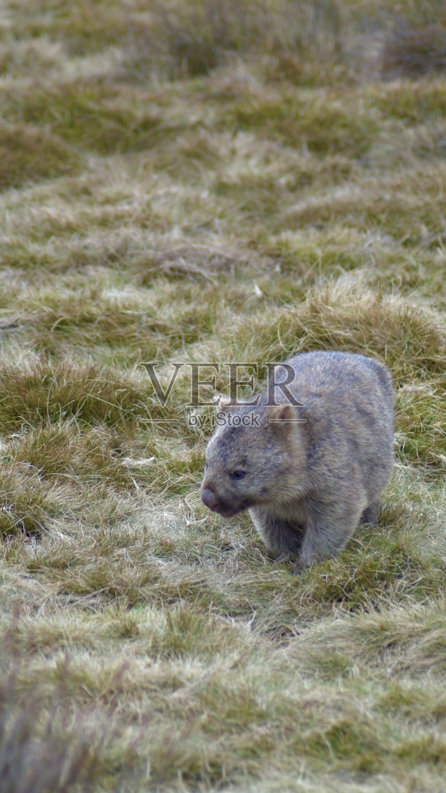 寻找晚餐的袋熊照片摄影图片
