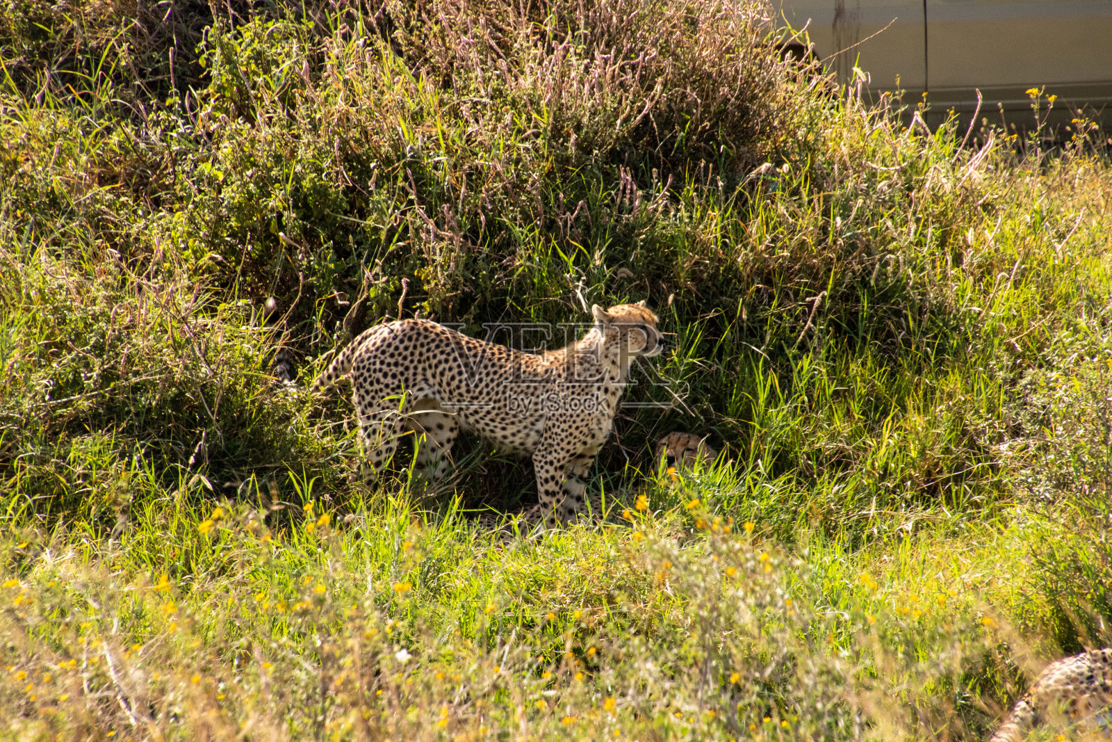 一只猎豹站在灌木丛前照片摄影图片