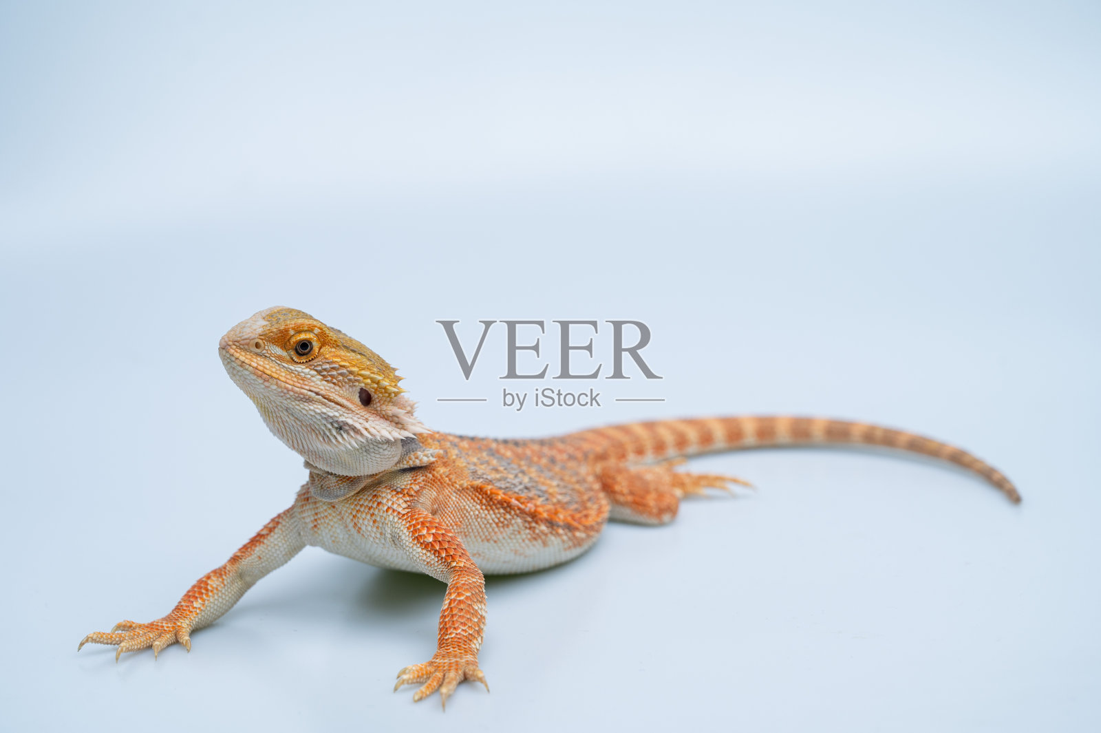 白色背景的胡须龙照片摄影图片