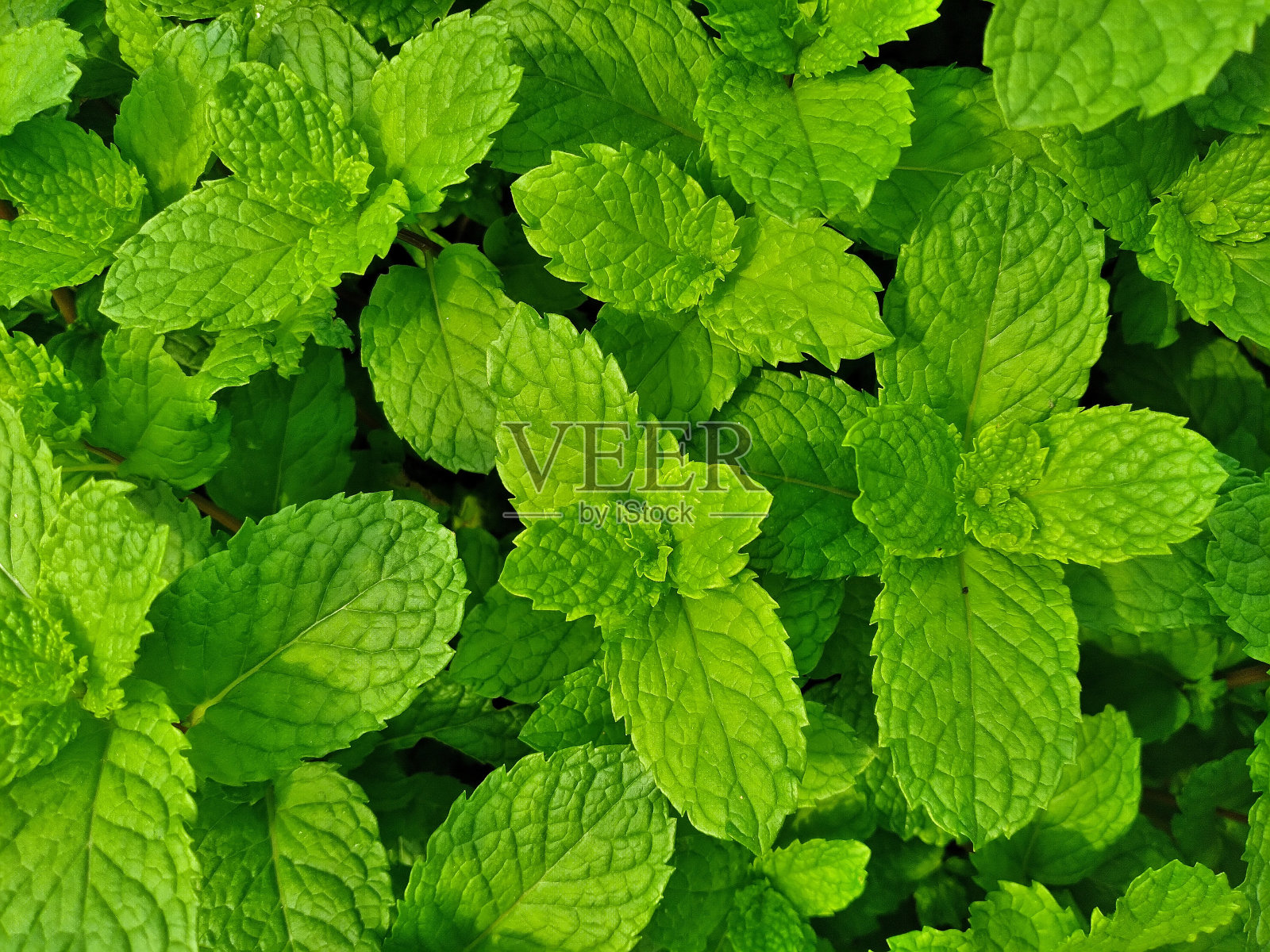 新鲜的绿色薄荷叶，采用水培法照片摄影图片