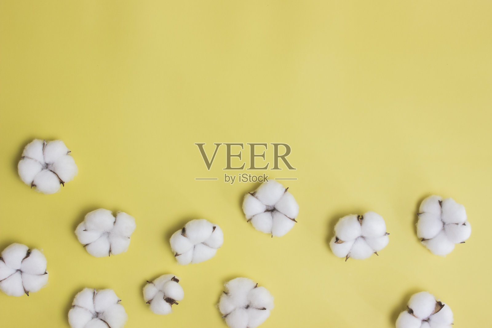 棉花花在黄色的背景与复制空间。照片摄影图片